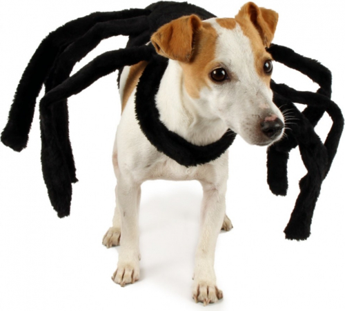 Bewertungen zu Zolia Verkleidung für Hunde Spinne